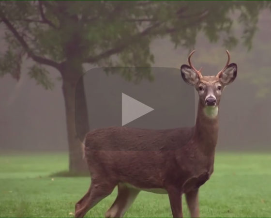 Under The Tree of Memories Music Video